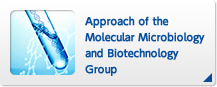 Approach of the Molecular Microbiology and Biotechnology Group