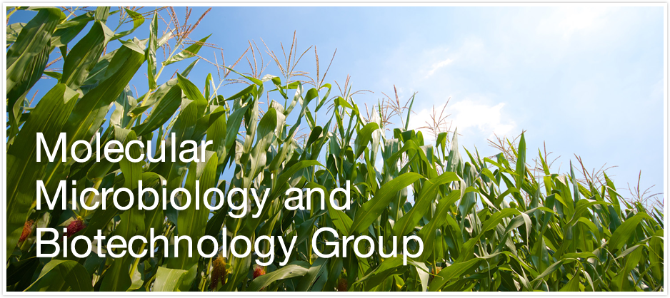 Molecular Microbiology and Biotechnology Group
